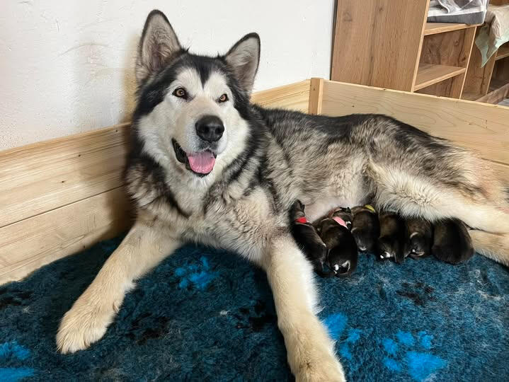 Award-winning malamute mother with her 6 puppies from a strong pedigree, available for sale