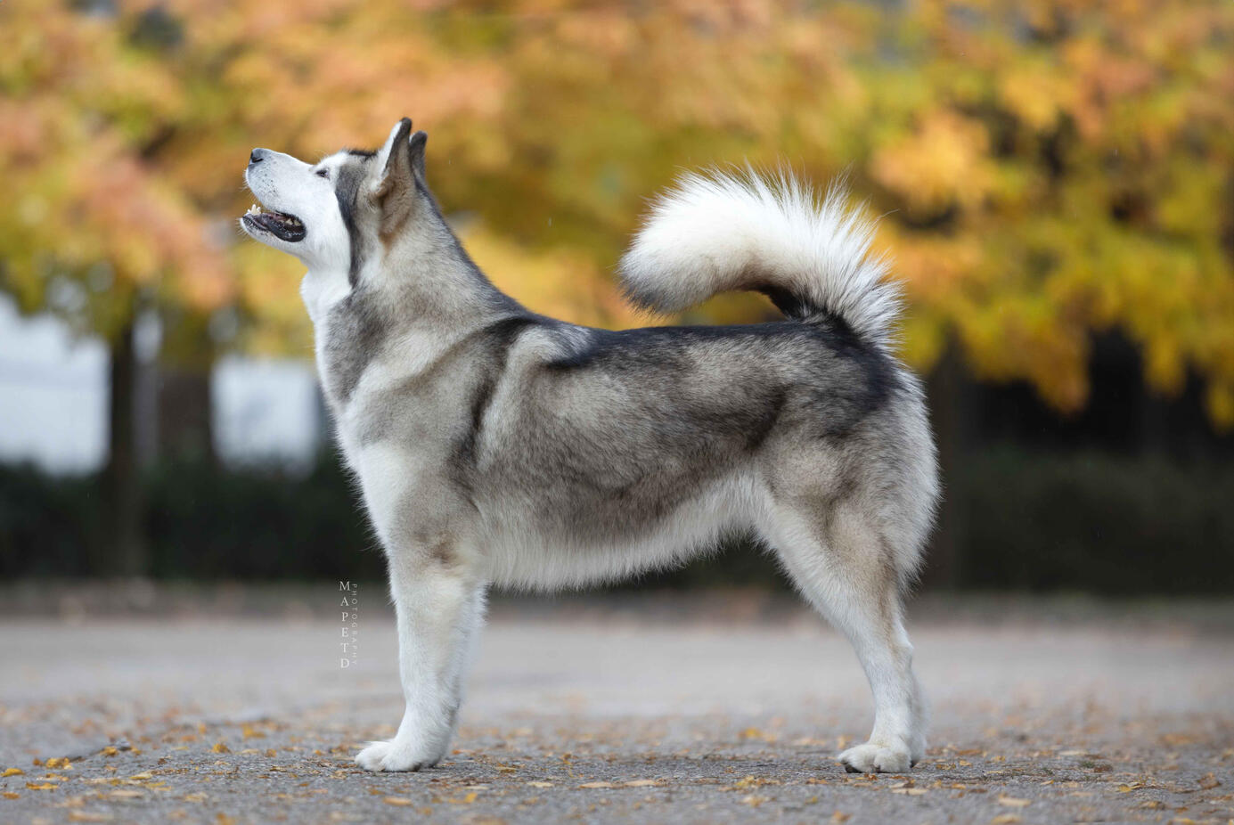 Aurora, proud award-winning Alaskan Malamute standing tall, showcasing her champion status.