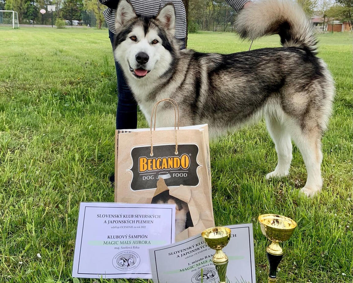 Aurora with her Slovenský šampión severných plemien title, proudly standing with her owner.