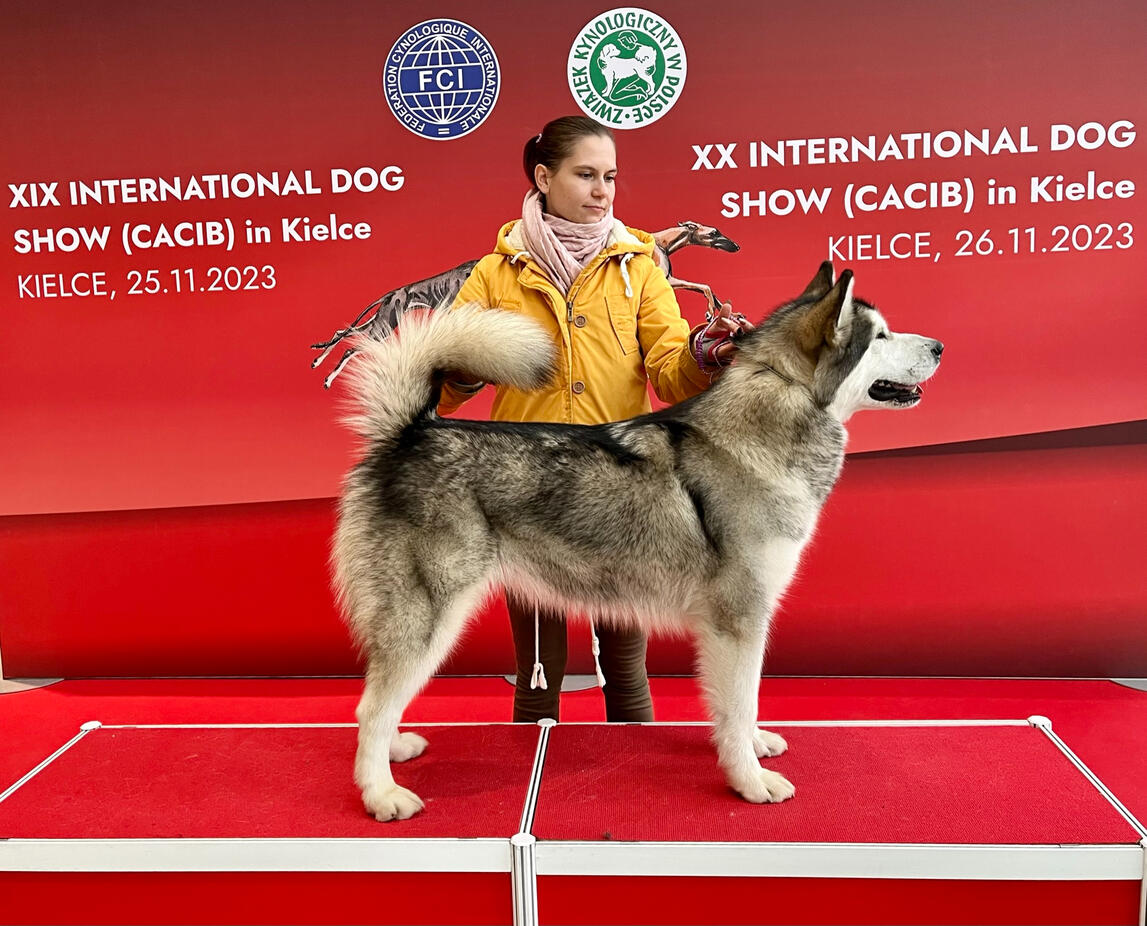 Aurora at the XX International Dog Show 2023, showcasing her champion qualities in front of the judge