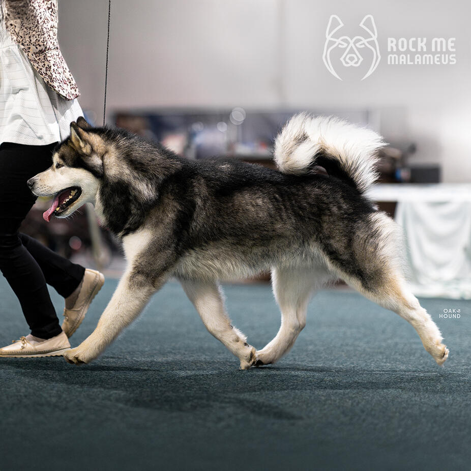 Beowulf, champion Alaskan Malamute sled dog father with his owner, known for his northern breed traits