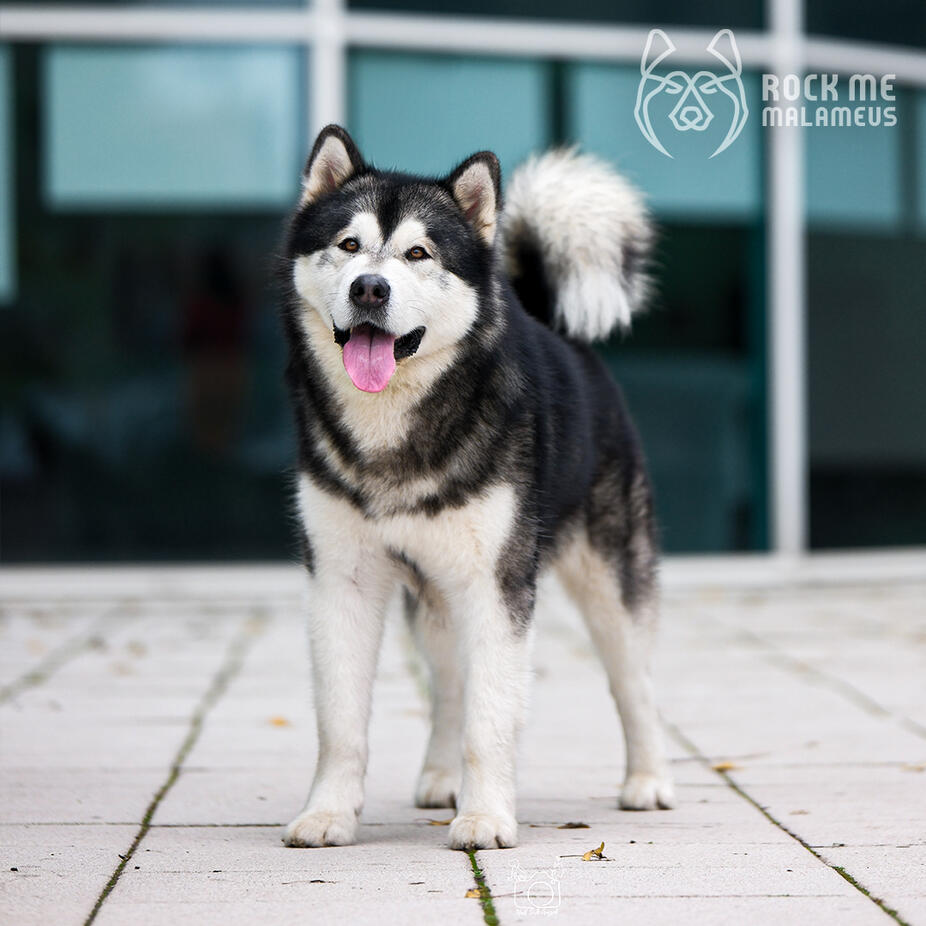 Beowulf, award-winning Alaskan Malamute sled dog father with his owner, from a strong northern breed