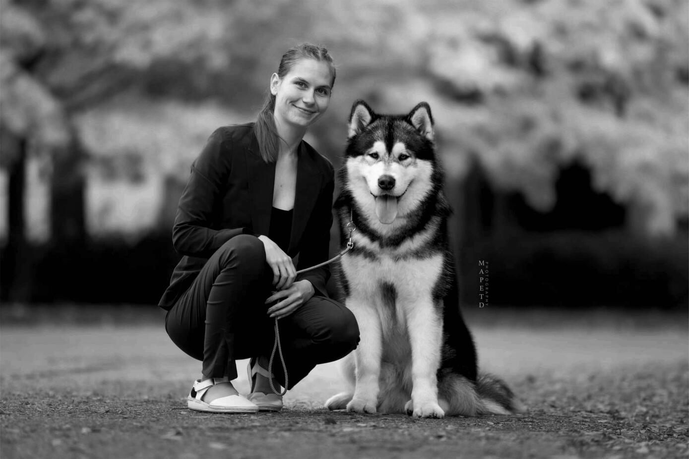 Beowulf, award-winning Malamute father with his owner