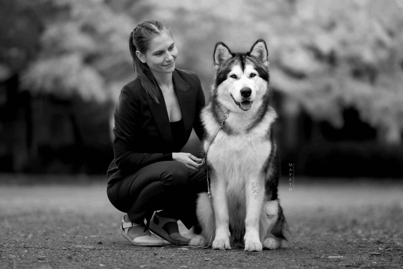 Aurora, award-winning Malamute mother with her owner, multiple champion titles